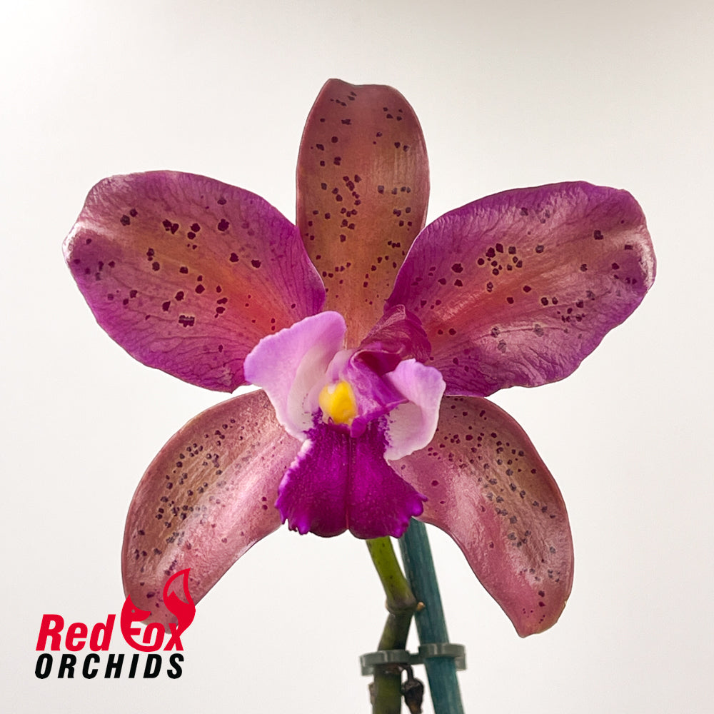 Cattleya Caudabec Candy (4n) X C. Deception Drop (4n) 'Copper'