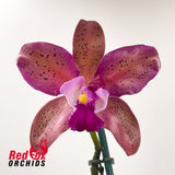 Cattleya Caudabec Candy (4n) X C. Deception Drop (4n) 'Copper'