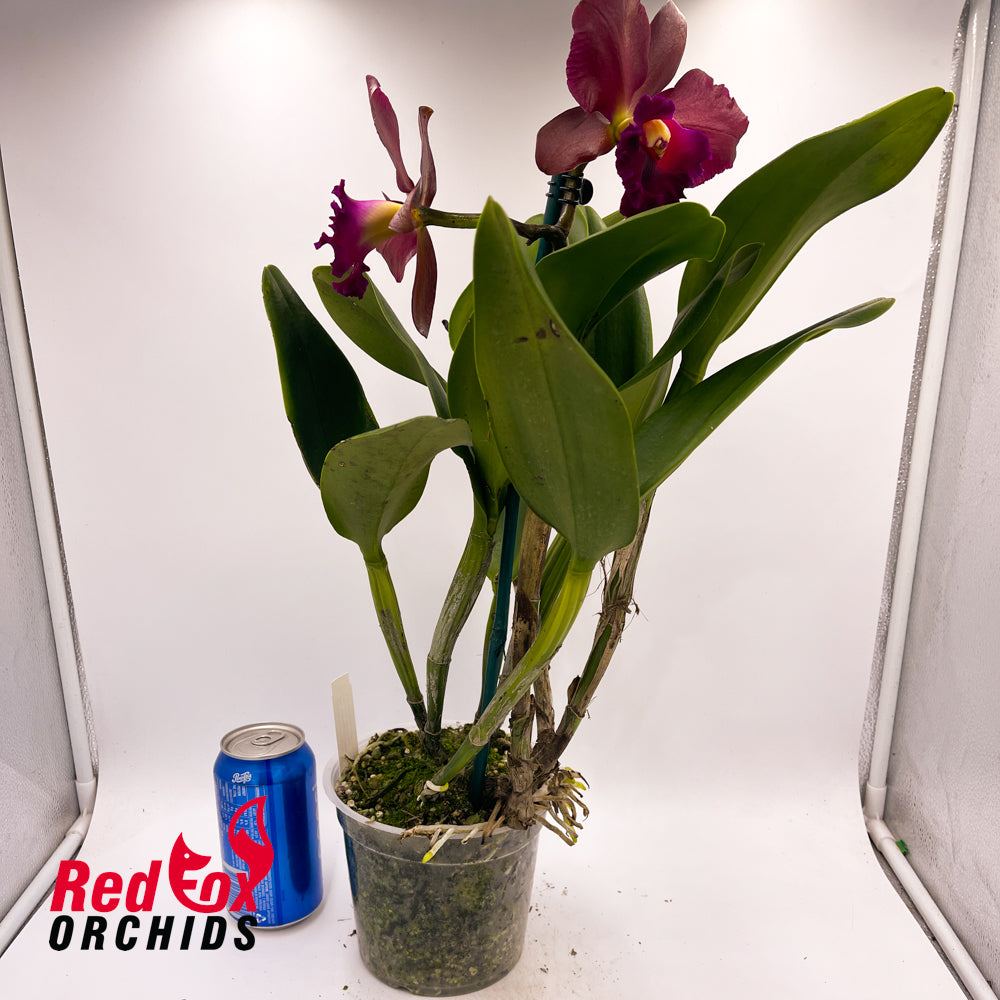 Rhyncholaeliocattleya Deception Delta