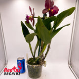 Rhyncholaeliocattleya Deception Delta