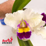 Laeliocattleya Mildred Rives X Blc. (Mildred Rives X Burdekin Bells) 'Ice Baby'