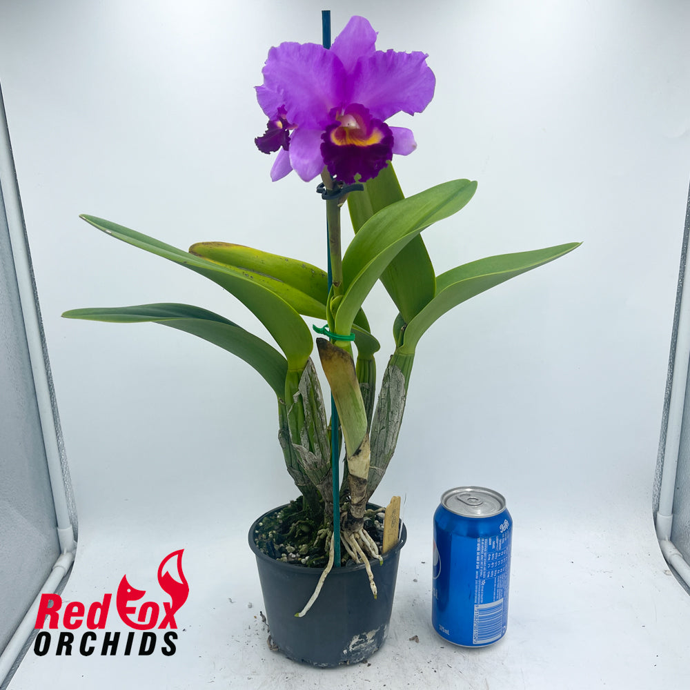 Cattleya Narooma x Brassolaeliocattleya Glenn Maidment