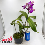 Laeliocattleya Mari's Song x Cattleya Deception Drop 'Copper'