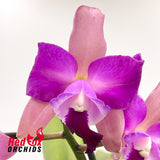 Laeliocattleya Mari's Song x Cattleya Deception Drop 'Copper'