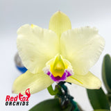 Brassolaeliocattleya Topaz Impact X Blc. Topaz Joy