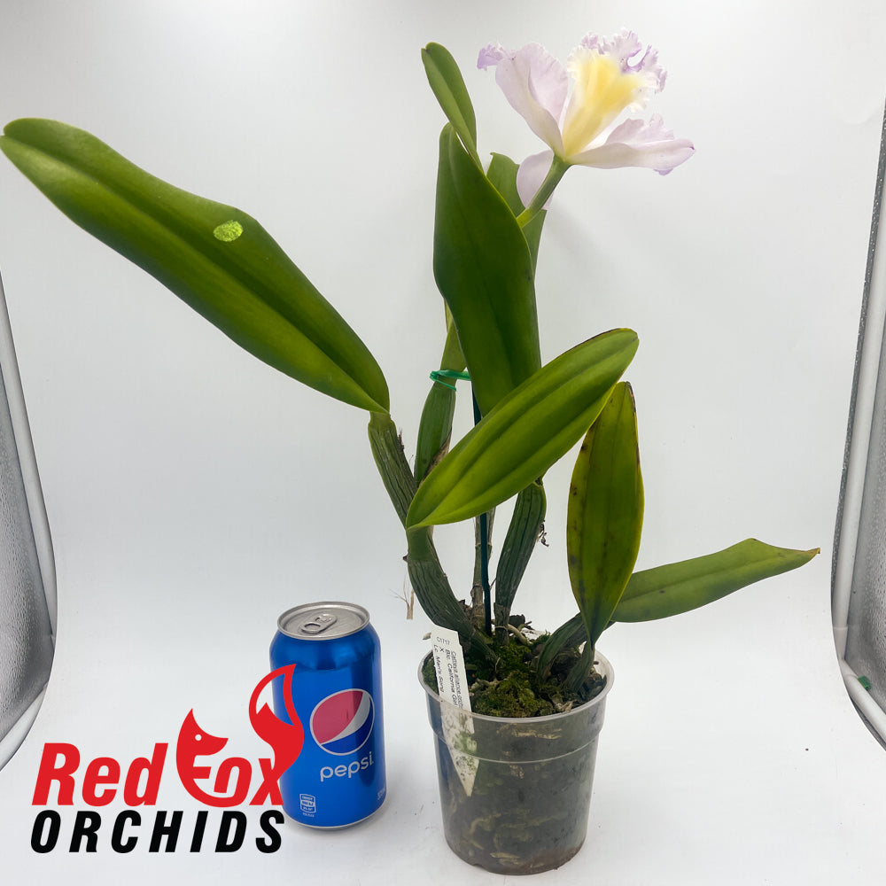 Brassolaeliocattleya California Girl x Laeliocattleya Mari's Song