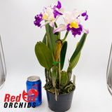 Laeliocattleya Orchid Affair 'Flirt' x Rhyncholaeliocattleya Glenn Maidment 'Southern Cross'