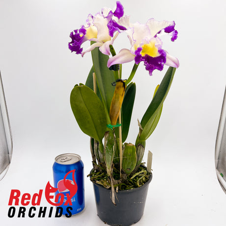 Laeliocattleya Orchid Affair 'Flirt' x Rhyncholaeliocattleya Glenn Maidment 'Southern Cross'