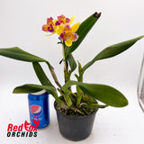 Brassolaeliocattleya Tsutung Beauty X Slc. Young-Min Orange