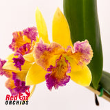 Brassolaeliocattleya Tsutung Beauty X Slc. Young-Min Orange