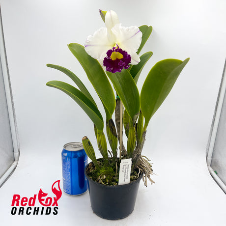 Laeliocattleya Chyong Guu Swan 'Ruby Lip'