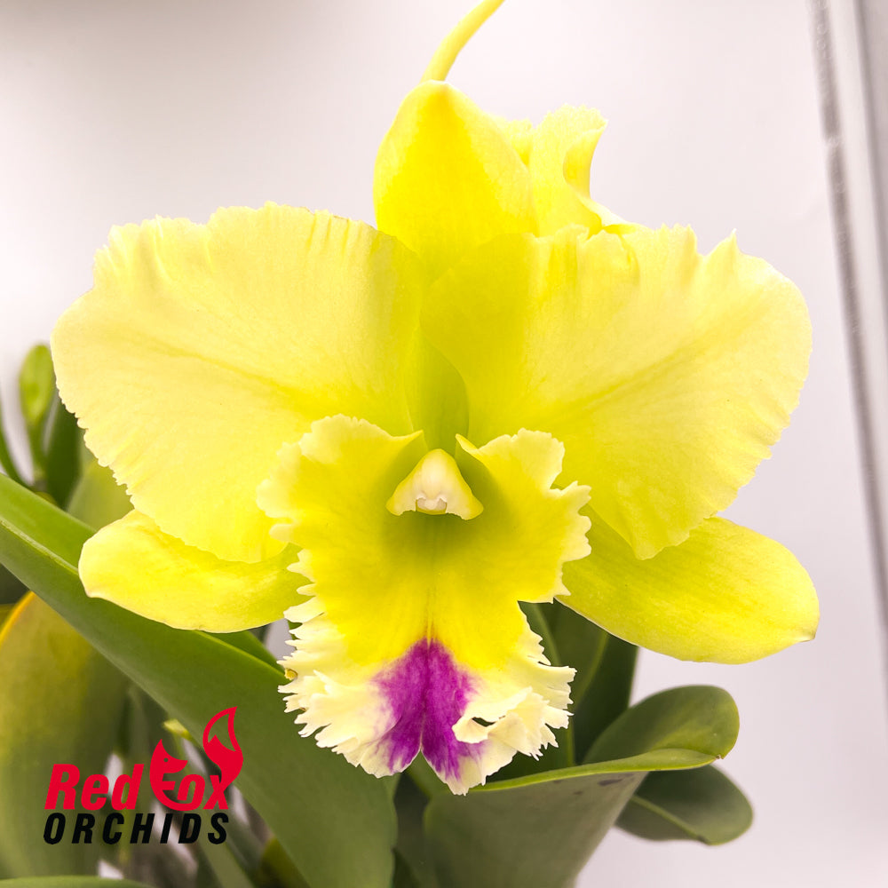 Brassolaeliocattleya Memoria Helen Brown 'Sweet Afton'