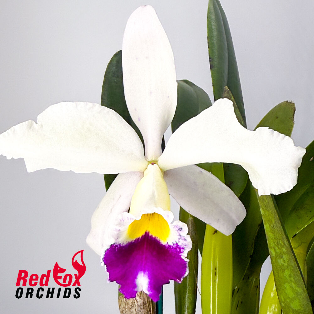 Brassolaeliocattleya Tainan Gold 'North Sword'