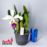 Brassolaeliocattleya Tainan Gold 'North Sword'