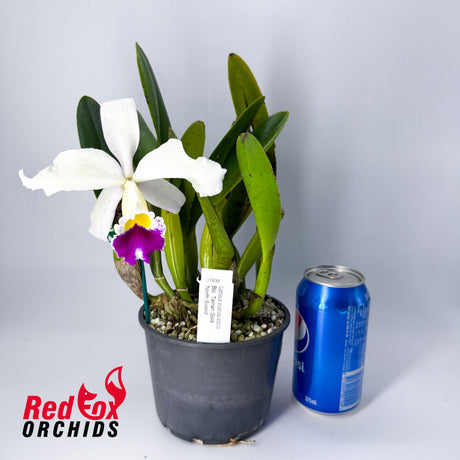 Brassolaeliocattleya Tainan Gold 'North Sword'