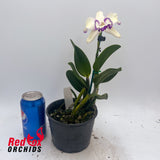 Brassolaeliocattleya Topaz Classic X Blc. Topaz Love 'Splish Splash'