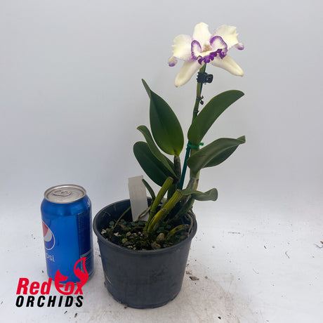 Brassolaeliocattleya Topaz Classic X Blc. Topaz Love 'Splish Splash'