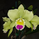 Rhyncholaeliocattleya Topaz Summit 'Splendour'