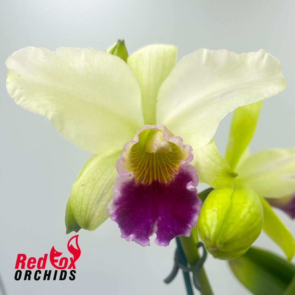 Cattleya mossiae var. semi-alba 'H&R' X Blc. Beautiful Morning '2nd'