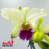 Cattleya mossiae var. semi-alba 'H&R' X Blc. Beautiful Morning '2nd'