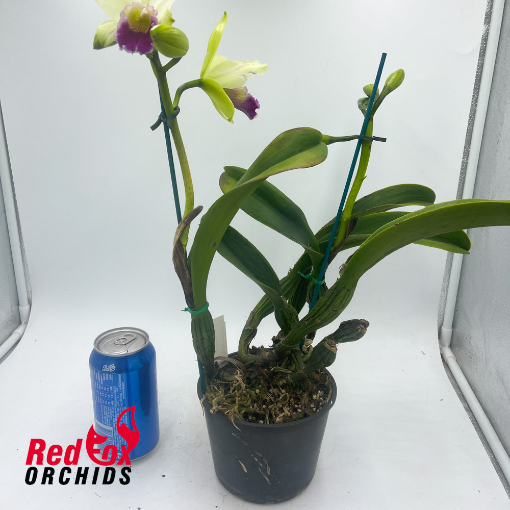 Cattleya mossiae var. semi-alba 'H&R' X Blc. Beautiful Morning '2nd'
