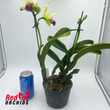 Cattleya mossiae var. semi-alba 'H&R' X Blc. Beautiful Morning '2nd'