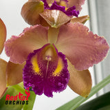 Rhyncholaeliocattleya Alma Kee X Ctt. Deception Drop