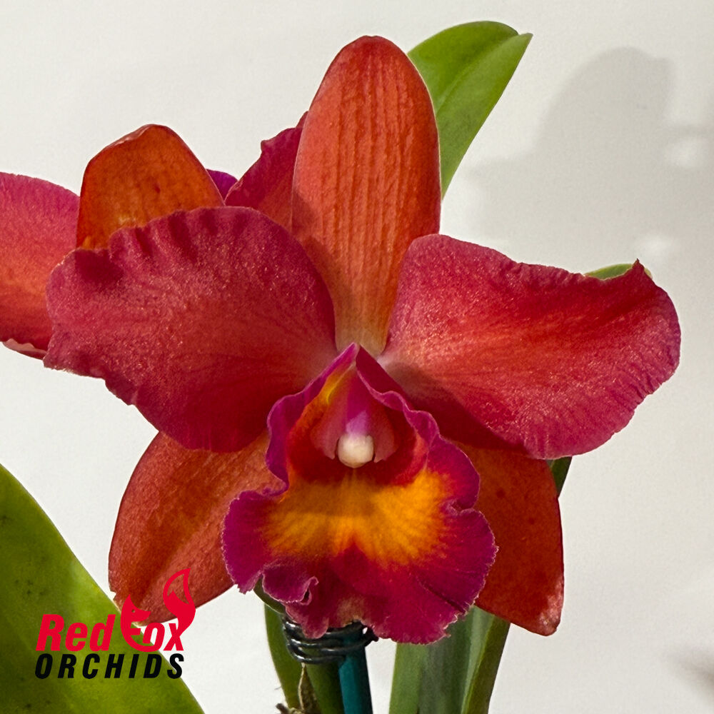 Cattleya Deception Leopard
