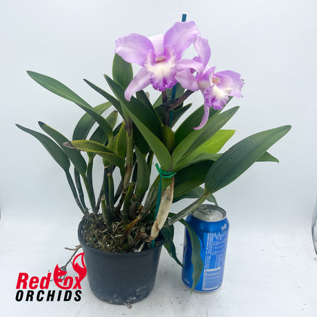 Brassolaeliocattleya Pokai Tangerine X C. intermedia aquinii