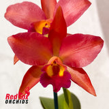 Cattlianthe Lava 'Topaz'