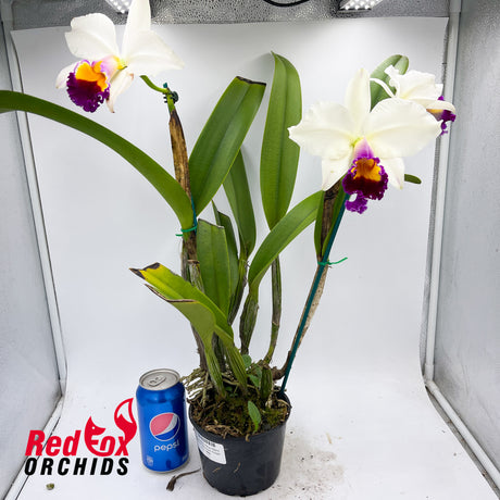 Brassolaeliocattleya Glenn Maidment 'Southern Cross' X Lc. Magic Melody 'Superb'