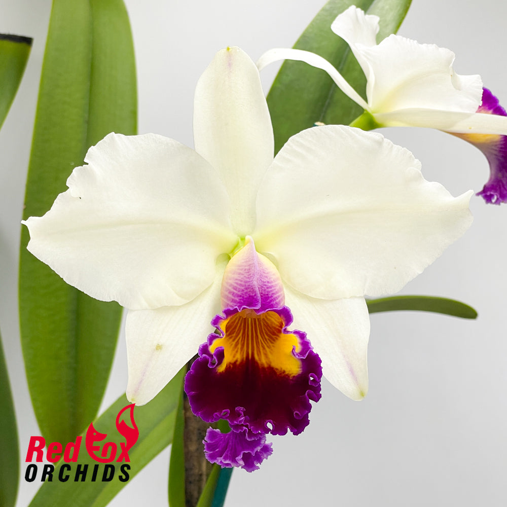 Brassolaeliocattleya Glenn Maidment 'Southern Cross' X Lc. Magic Melody 'Superb'