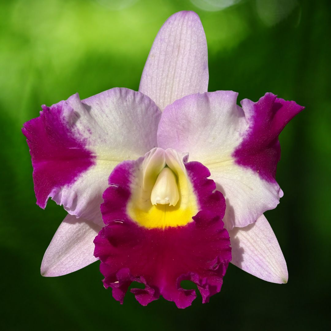 Cattlianthe Motif 'Topaz'