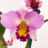 (Schomburgkia superbiens X Blc. Love Sound) X Blc. Momilani Rainbow 'The Gypsy'