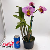 (Schomburgkia superbiens X Blc. Love Sound) X Blc. Momilani Rainbow 'The Gypsy'