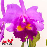 Laeliocattleya Mari's Song X Slc. Ollies' Folly