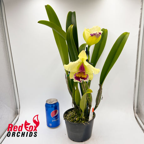 Brassolaeliocattleya Aussie Sunray T'nt