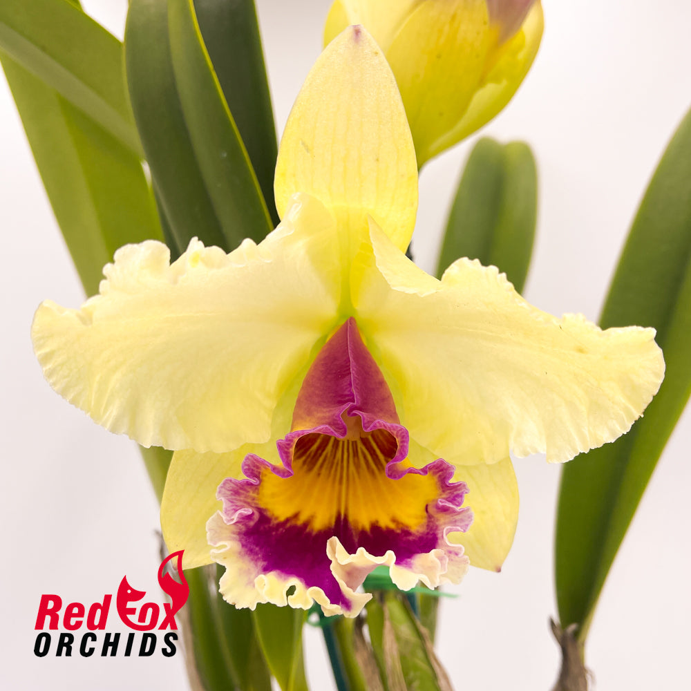 Brassolaeliocattleya Aussie Sunray T'nt