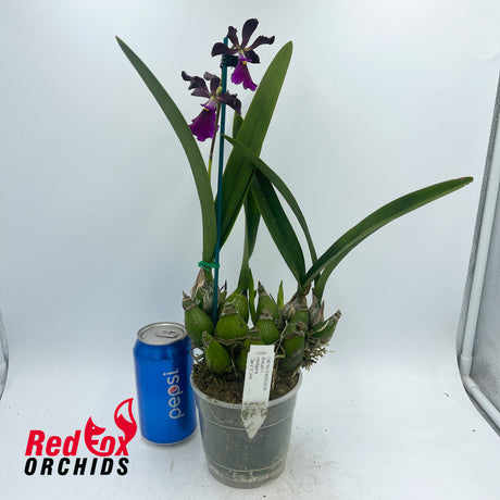 Encyclia cordigera 'Dark' X 'Jim'