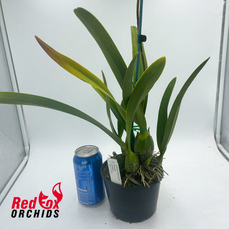 Encyclia cordigera 'Dark' X 'Jim'