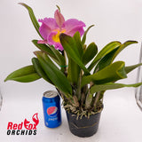 Brassocattleya Mount Hood 'Mary' AM/AOS