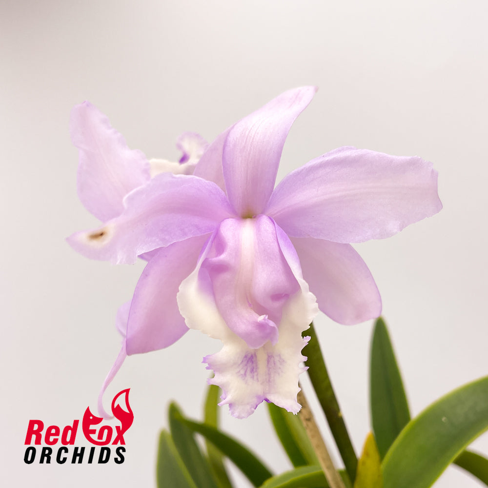 Cattleya Betsy's Azure Sea (4n) coerulea X C. intermedia aquinii vinicolor 'Best David'