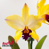 Cattleya Horace 'Maxima' x Cattleya briegeri 'Star of Brazil'