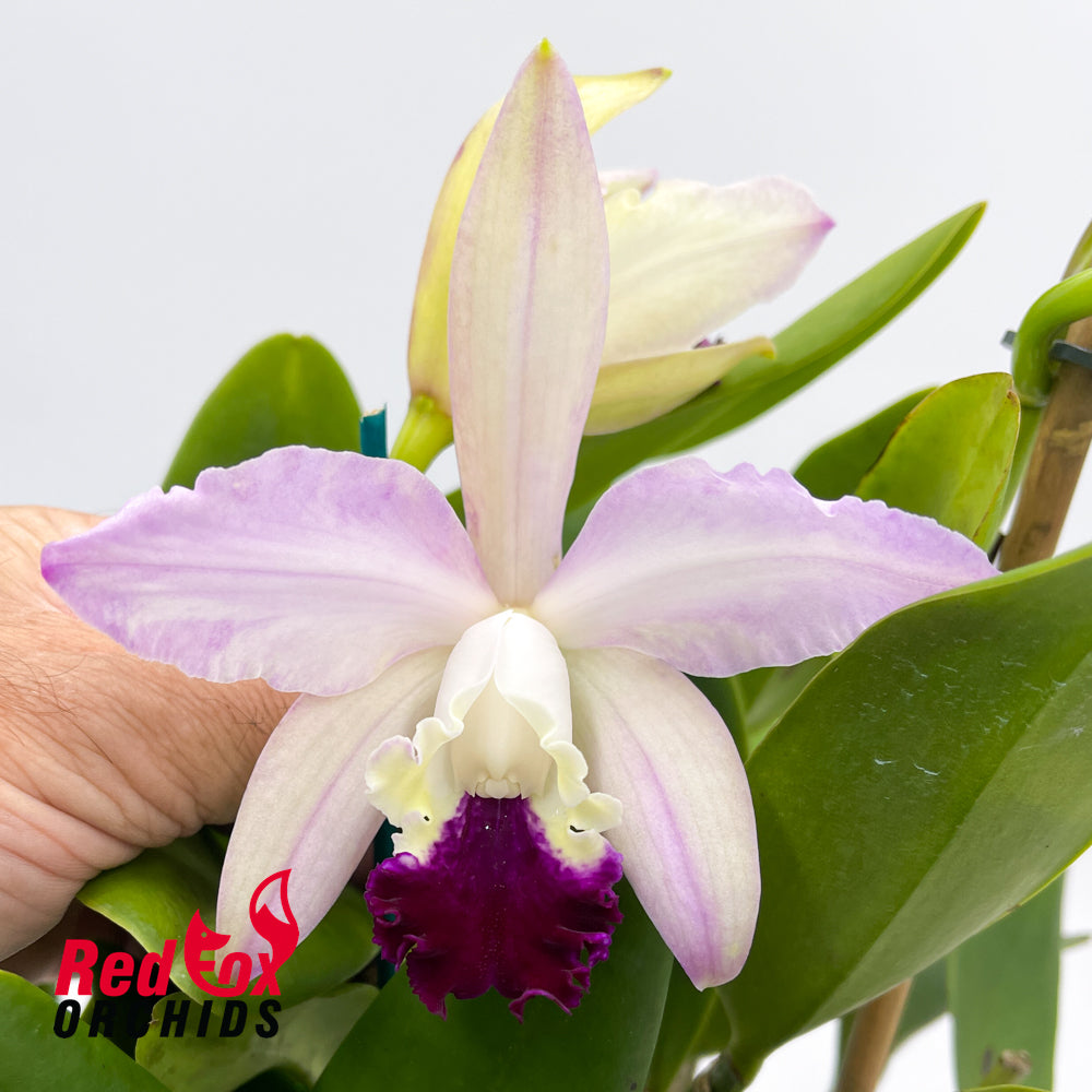 Brassolaeliocattleya Glenn Maidment X C. (intermedia var. orlato X 'Coronado')