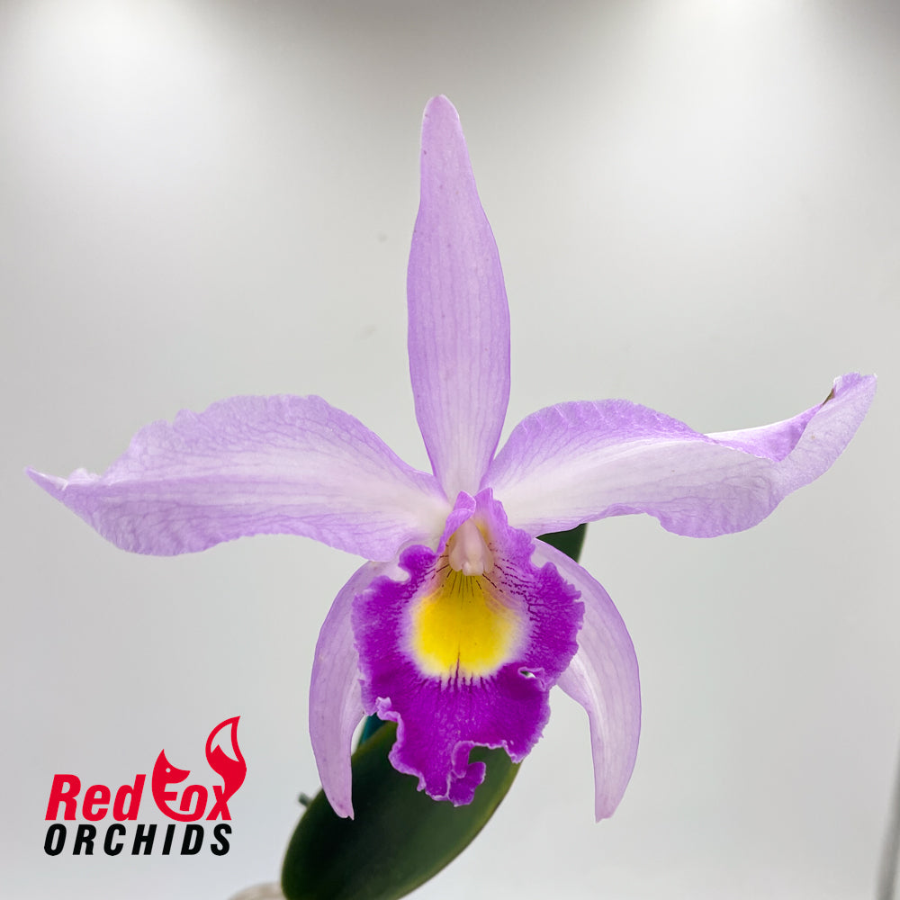 Laeliocattleya Topaz Fancy X Blc. Chunyeah 'Tzeng-Wen'