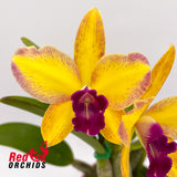 Brassolaeliocattleya Love Sound 'Dogashima' X Slc. Ollies' Folly