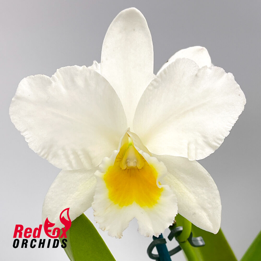 Brassolaeliocattleya Topaz Joy X Blc. Topaz Impact 'Mini Mildred'