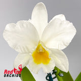 Brassolaeliocattleya Topaz Joy X Blc. Topaz Impact 'Mini Mildred'