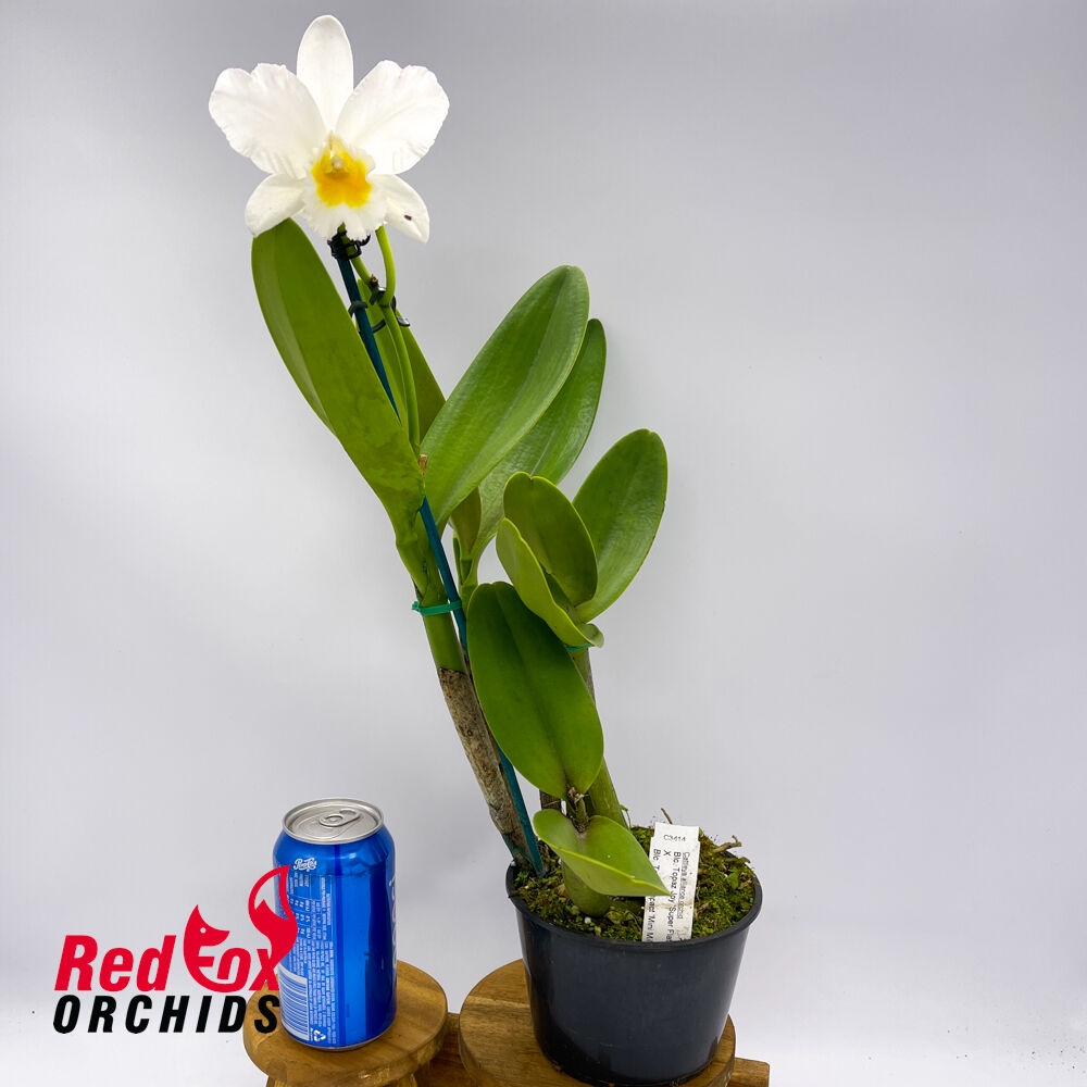 Brassolaeliocattleya Topaz Joy X Blc. Topaz Impact 'Mini Mildred'