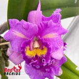 Cattleya purpurata '6 Mauve' X Lc. Aussie Sunset 'Cosmic Fire'